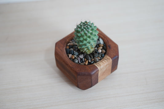 Mini Cactus Pot