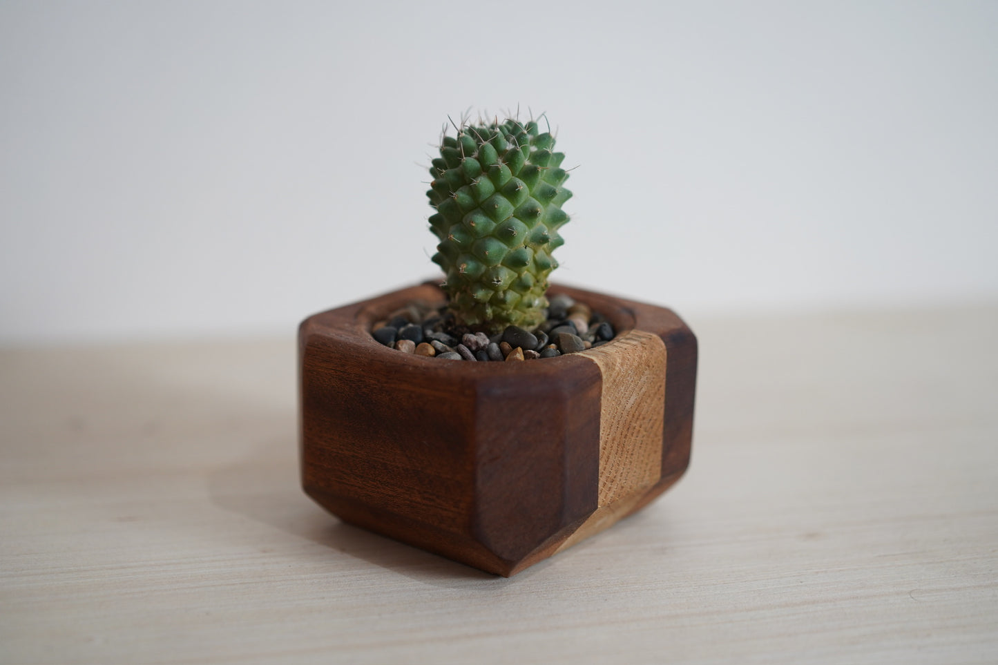 Mini Cactus Pot