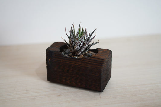 Mini Cactus Pot