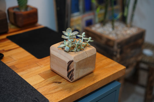 mini Cactus Planter