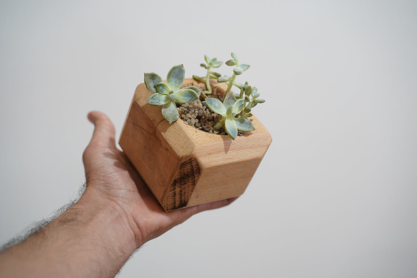 mini Cactus Planter