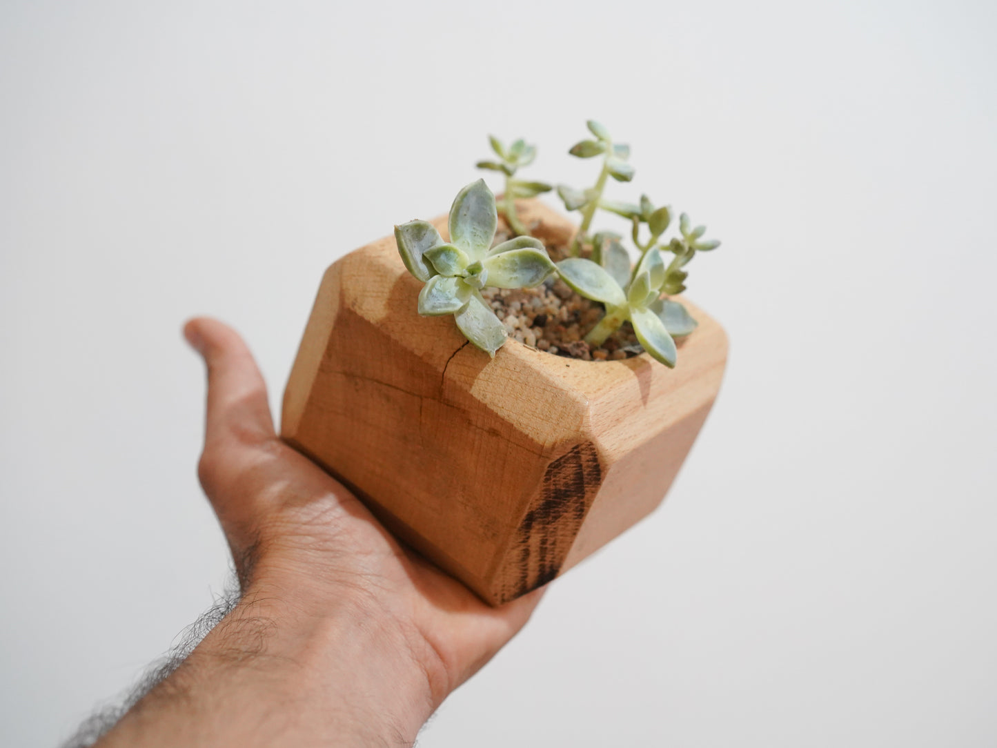 Mini Cactus Pot