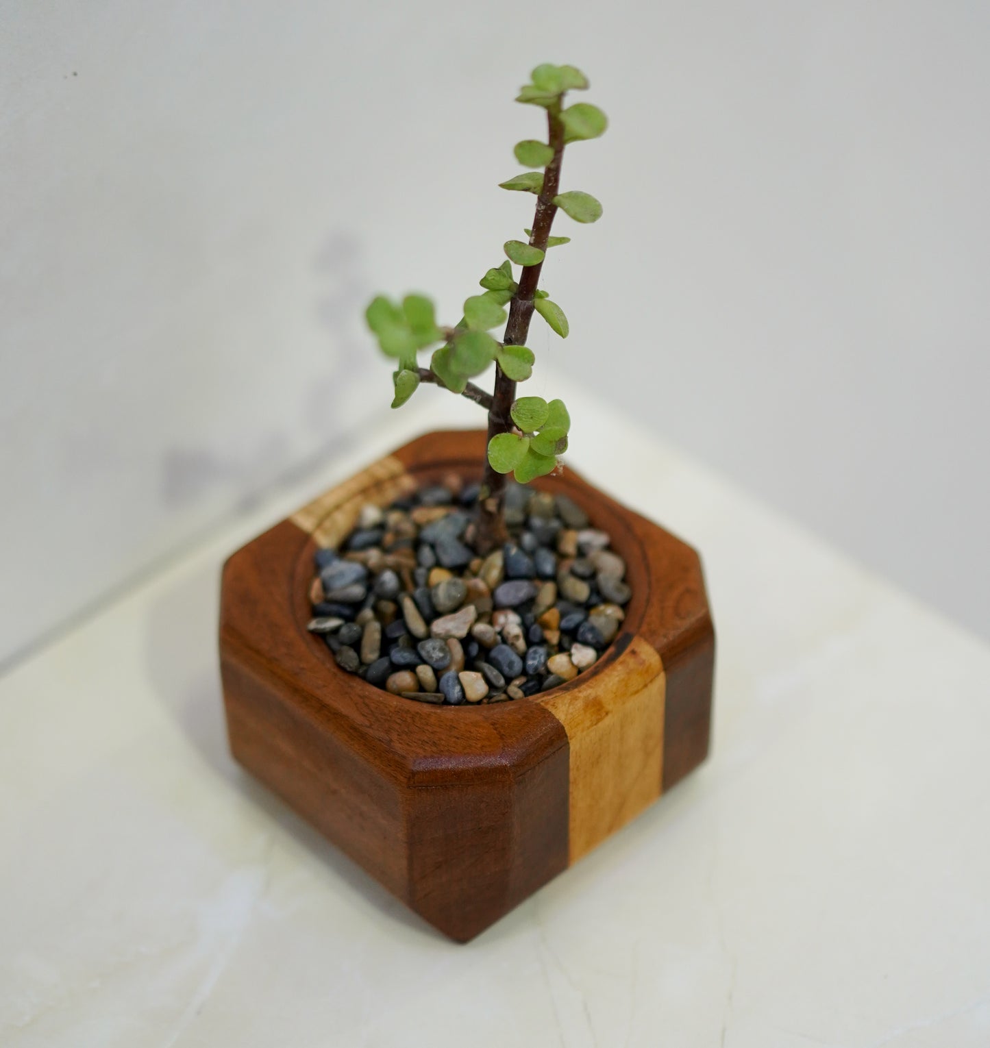 Mini Cactus Pot