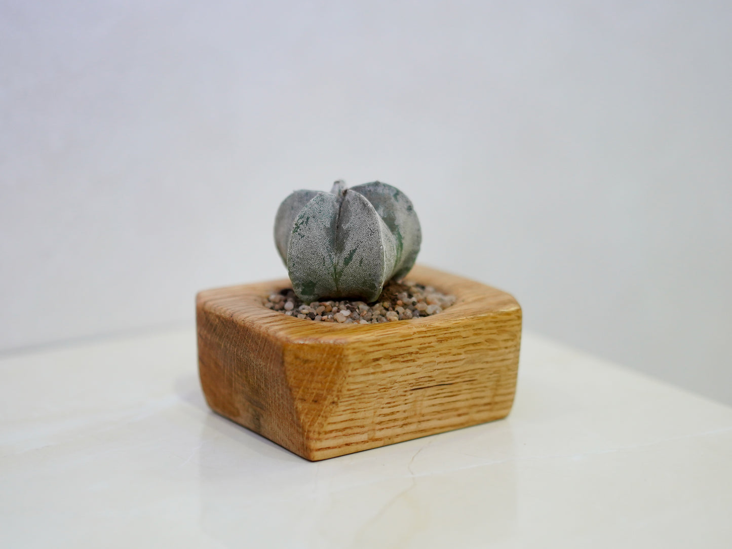 Mini Cactus Pot