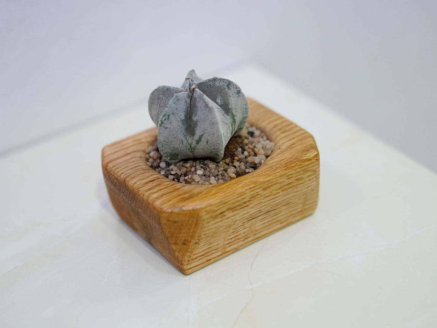 Mini Cactus Pot