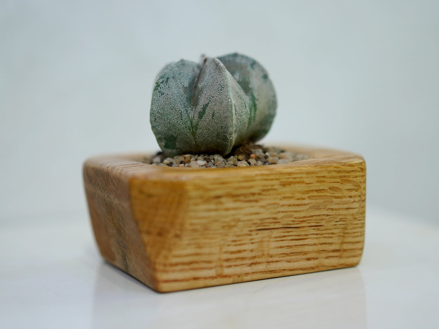 Mini Cactus Pot