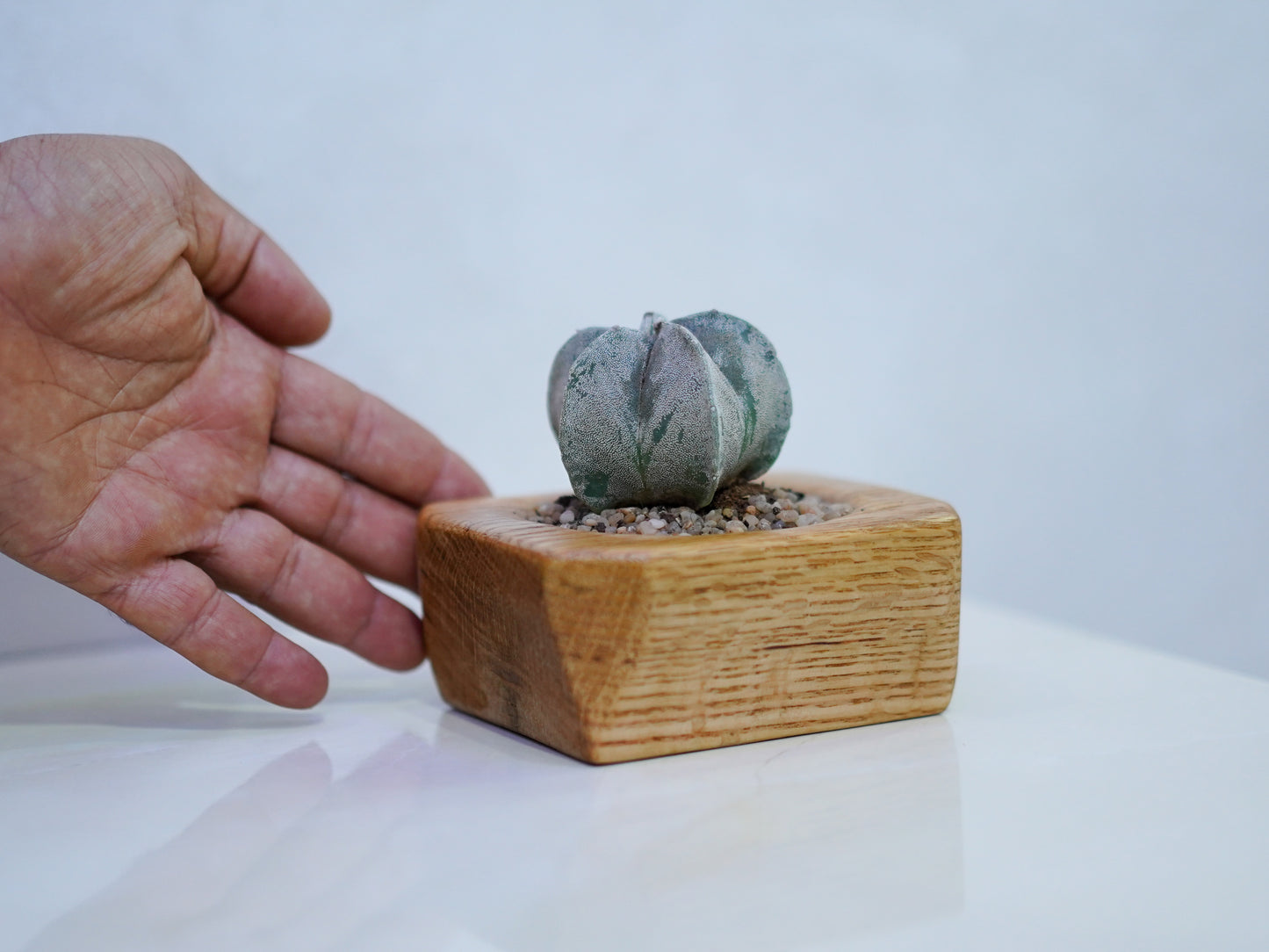 Mini Cactus Pot