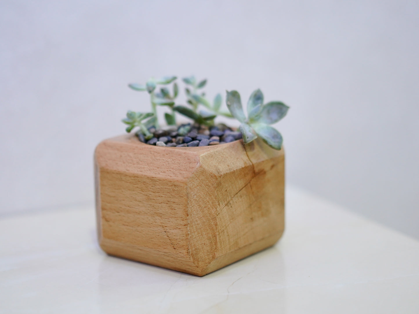 Mini Cactus Pot