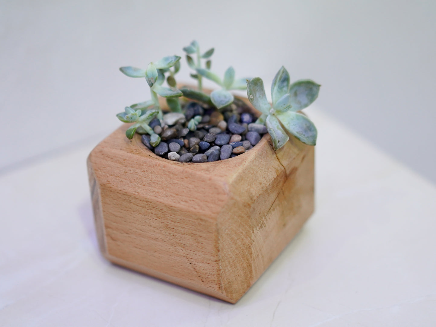 Mini Cactus Pot