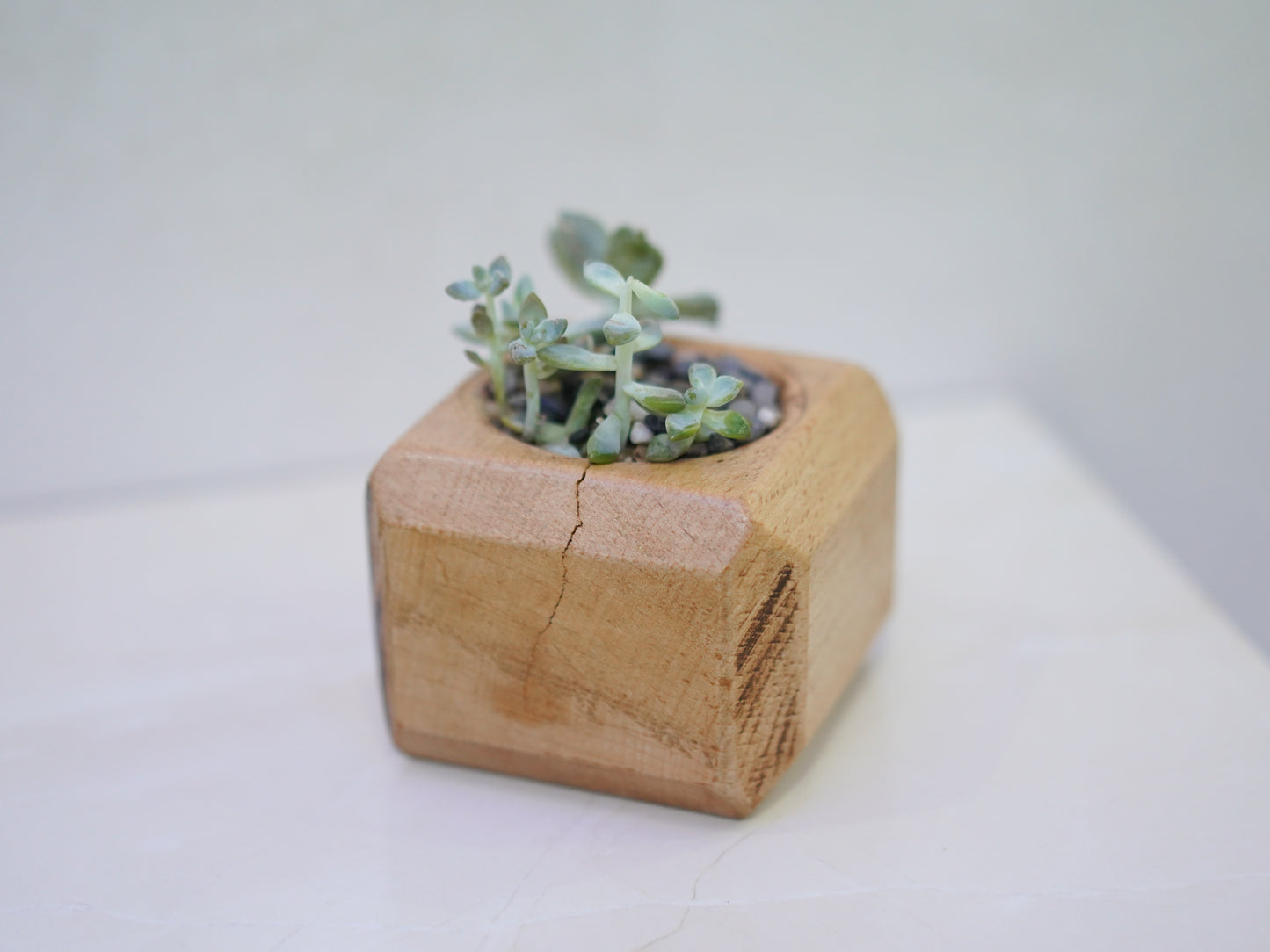 Mini Cactus Pot