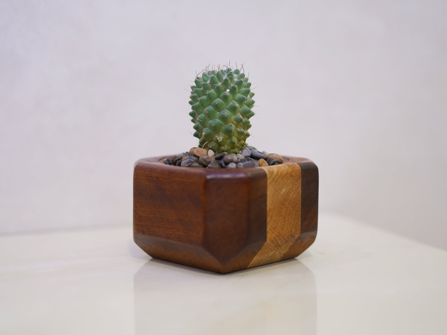 Mini Cactus Pot