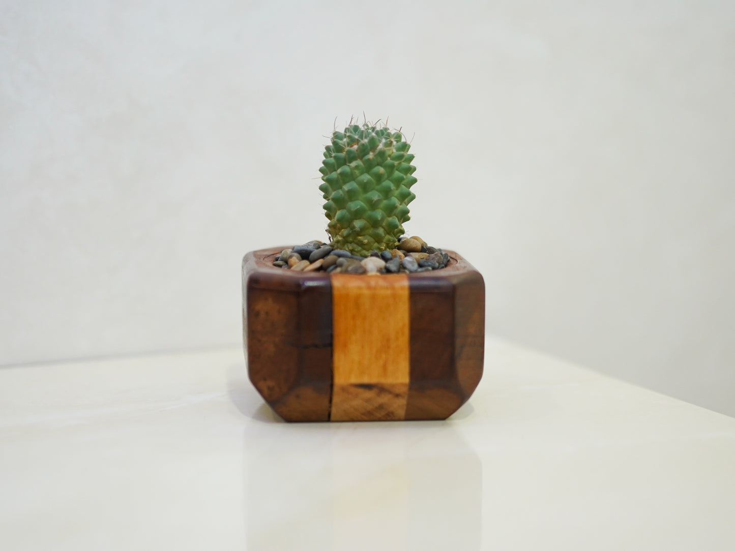 Mini Cactus Pot