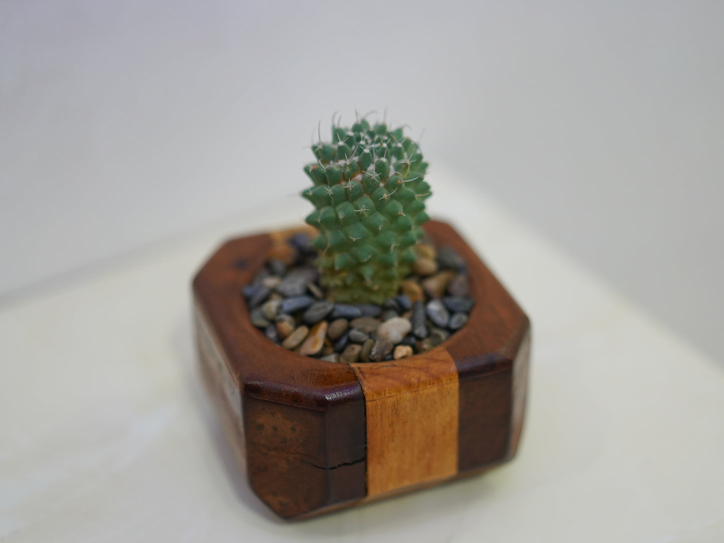 Mini Cactus Pot