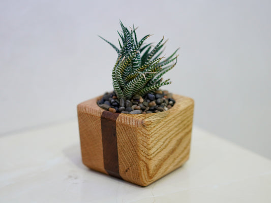 Mini Cactus Pot