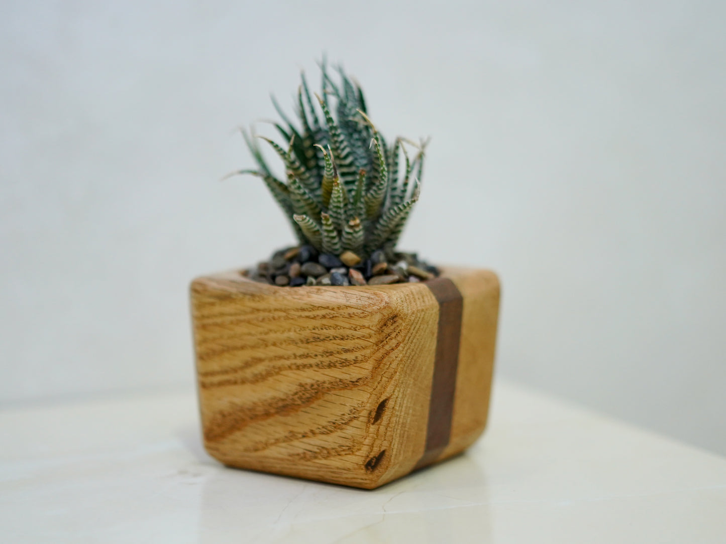 Mini Cactus Pot