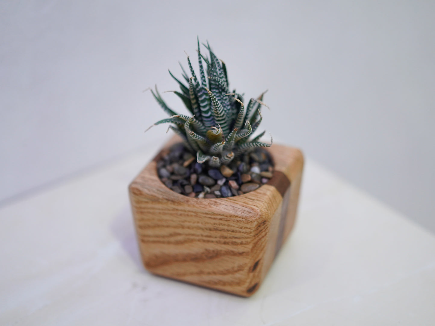 Mini Cactus Pot